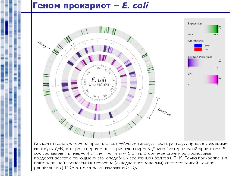 Геном прокариот – E. coli Бактериальная хромосома представляет собой кольцевую двуспиральную правозакрученную молекулу ДНК,